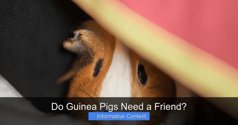 Do Guinea Pigs Need a Friend?
