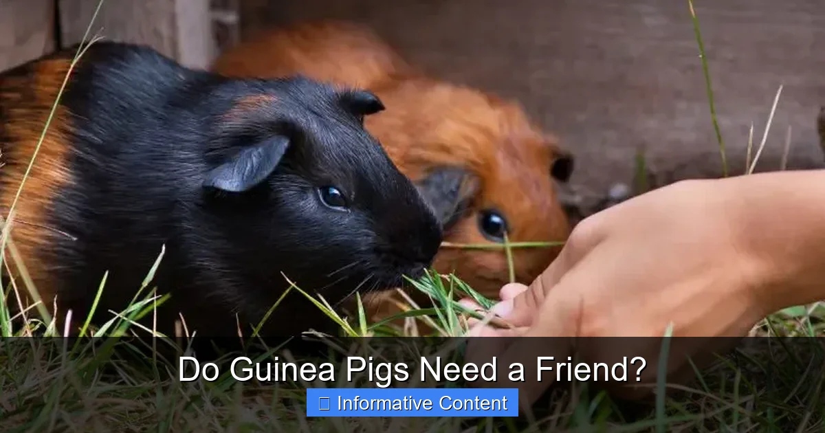 Do Guinea Pigs Need a Friend?