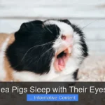 Do Guinea Pigs Sleep with Their Eyes Open?