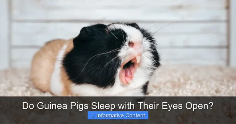 Do Guinea Pigs Sleep with Their Eyes Open?