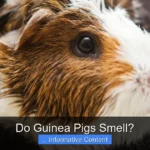 Do Guinea Pigs Smell?