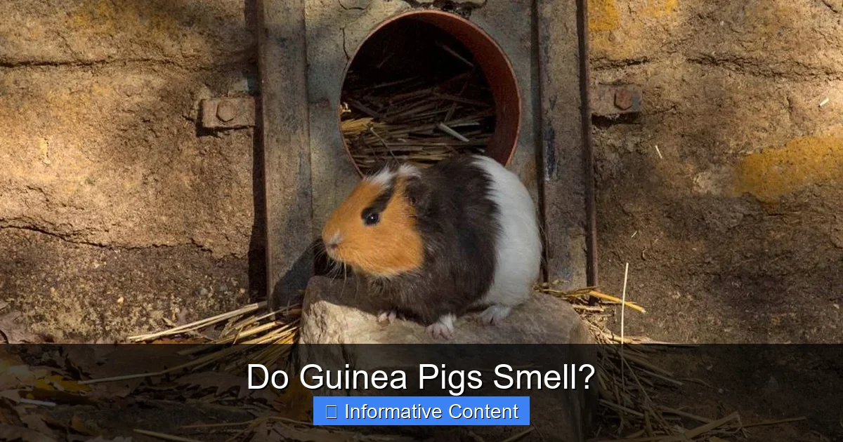 Do Guinea Pigs Smell?