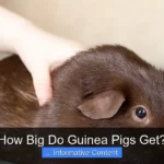 How Big Do Guinea Pigs Get?