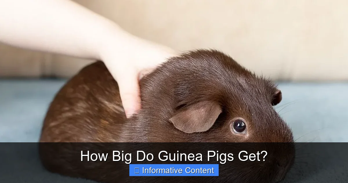 How Big Do Guinea Pigs Get?