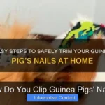 How Do You Clip Guinea Pigs' Nails?