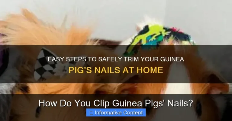 How Do You Clip Guinea Pigs' Nails?