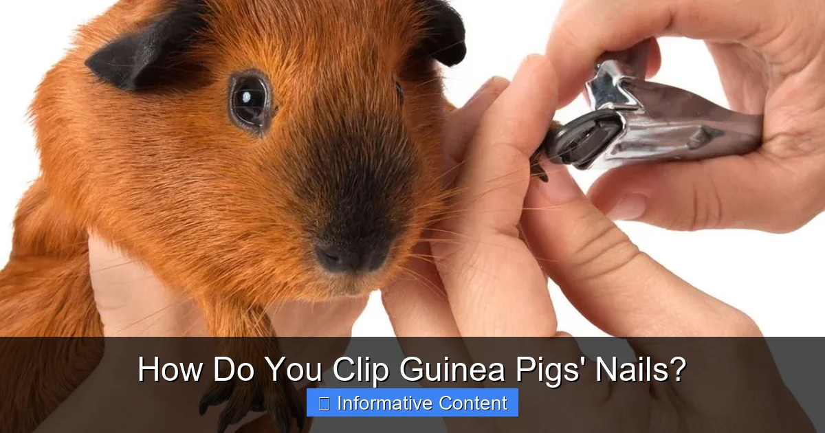 How Do You Clip Guinea Pigs' Nails?