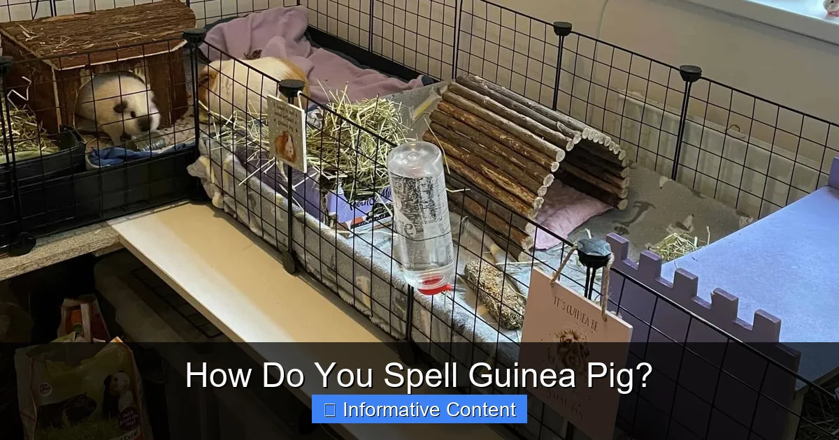 How Do You Spell Guinea Pig?