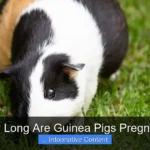 How Long Are Guinea Pigs Pregnant?