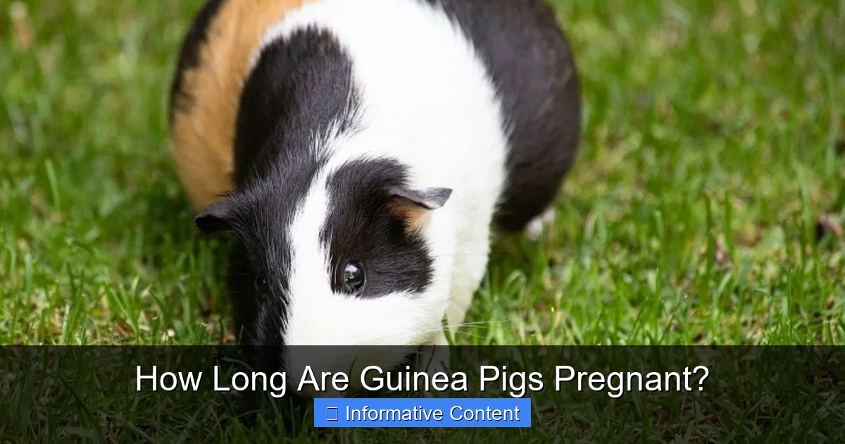 How Long Are Guinea Pigs Pregnant?