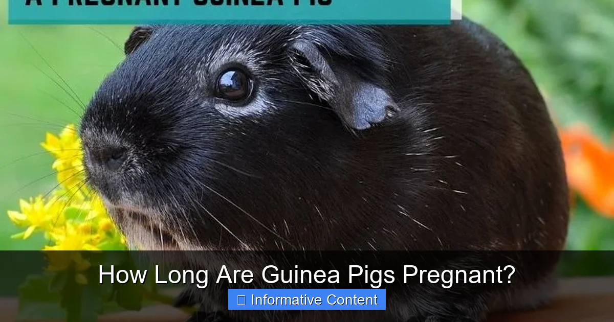 How Long Are Guinea Pigs Pregnant?