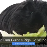How Long Can Guinea Pigs Go Without Food?