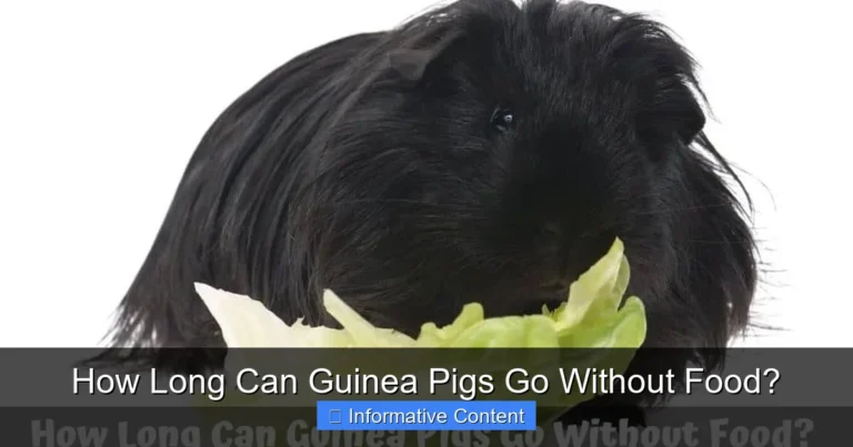 How Long Can Guinea Pigs Go Without Food?