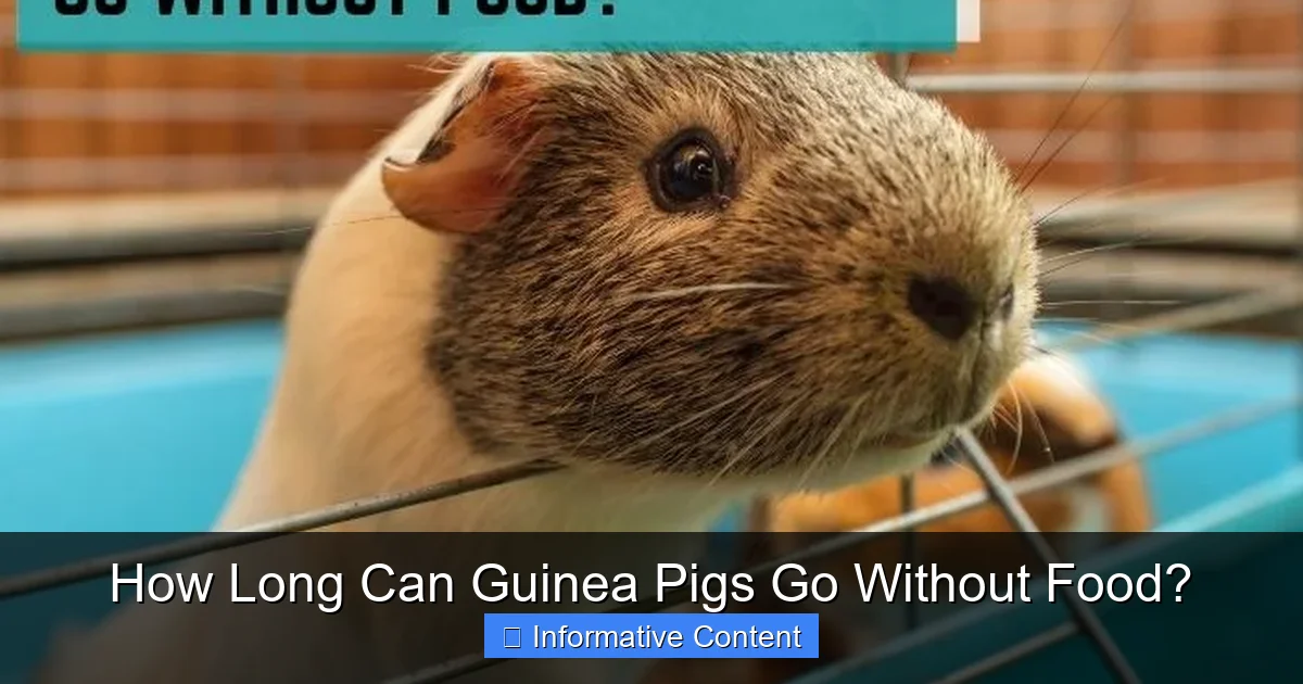 How Long Can Guinea Pigs Go Without Food?