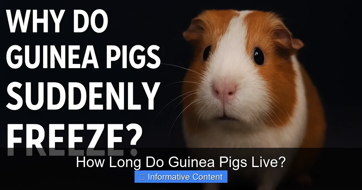 How Long Do Guinea Pigs Live?