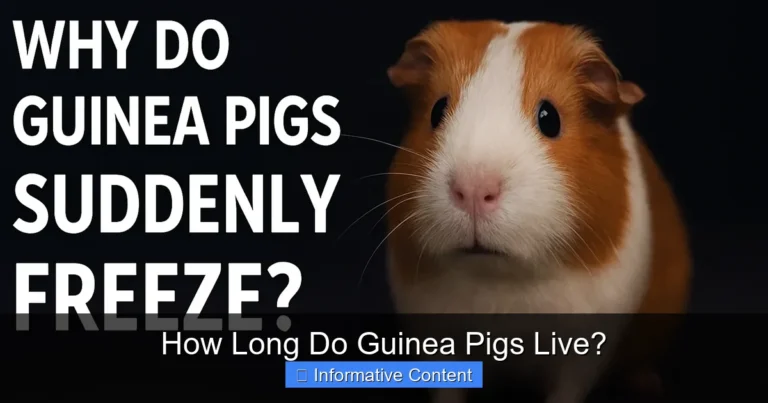 How Long Do Guinea Pigs Live?