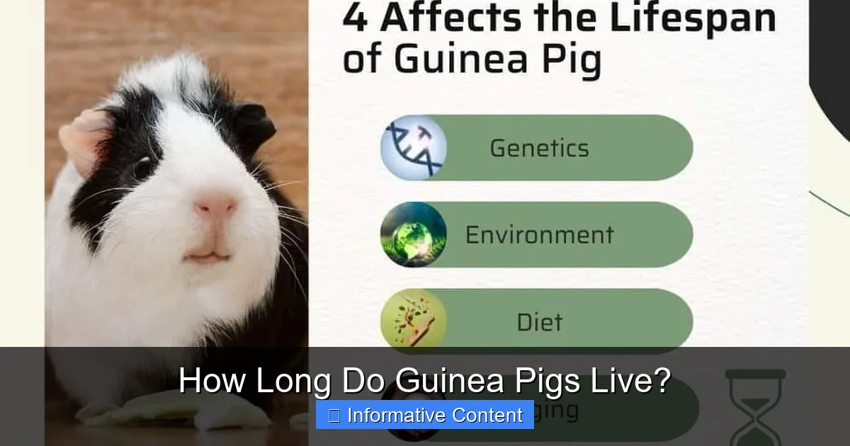How Long Do Guinea Pigs Live?