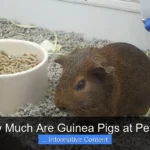 How Much Are Guinea Pigs at Petco?