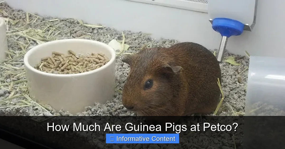How Much Are Guinea Pigs at Petco?