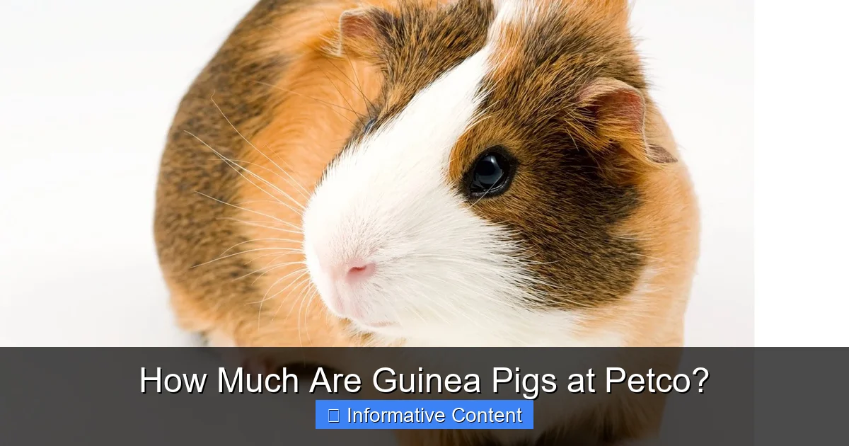 How Much Are Guinea Pigs at Petco?