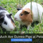 How Much Are Guinea Pigs at Petsmart?