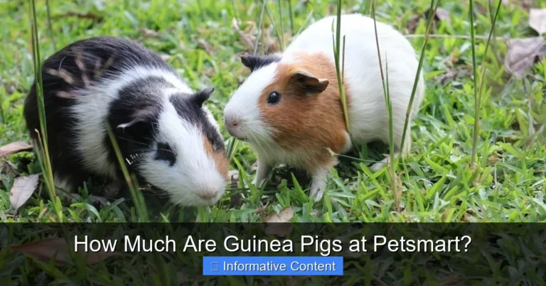 How Much Are Guinea Pigs at Petsmart?