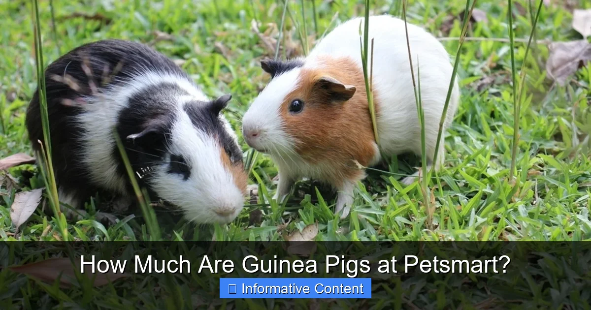 How Much Are Guinea Pigs at Petsmart?