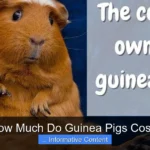 How Much Do Guinea Pigs Cost?