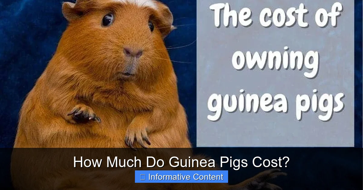 How Much Do Guinea Pigs Cost?