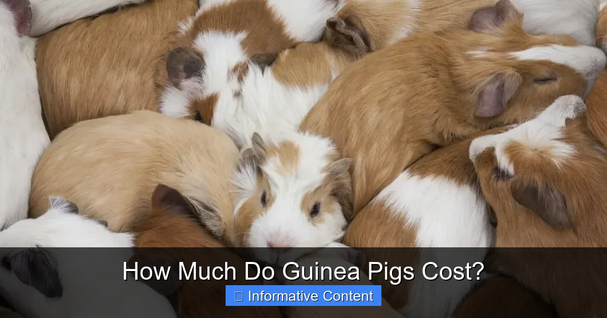How Much Do Guinea Pigs Cost?