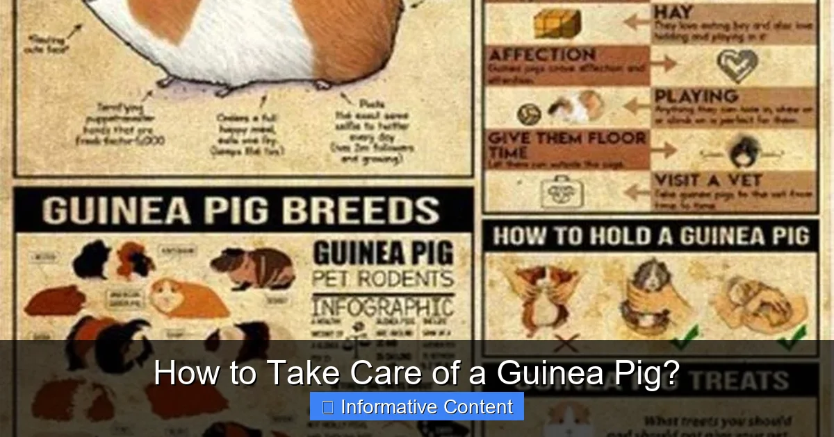 How to Take Care of a Guinea Pig?