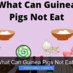 What Can Guinea Pigs Not Eat?