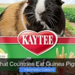 What Countries Eat Guinea Pigs?