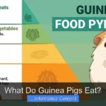 What Do Guinea Pigs Eat?