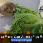 What Fruits Can Guinea Pigs Eat?
