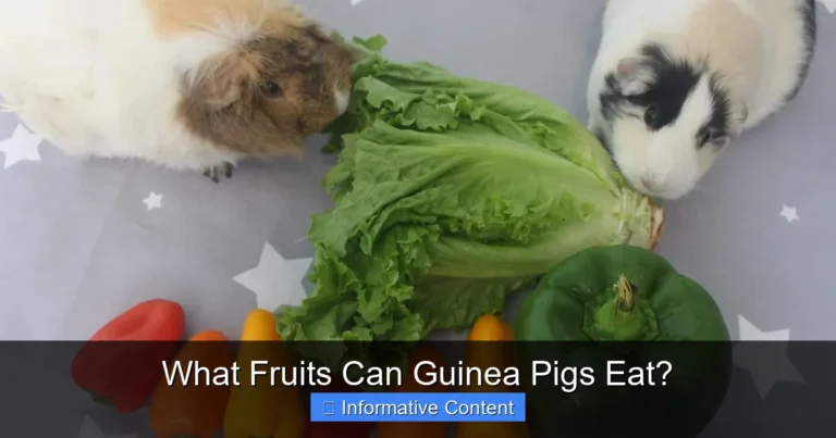 What Fruits Can Guinea Pigs Eat?