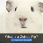 What Is a Guinea Pig?