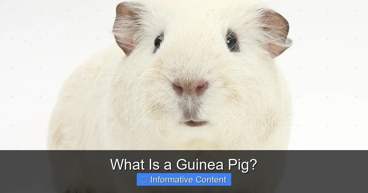 What Is a Guinea Pig?