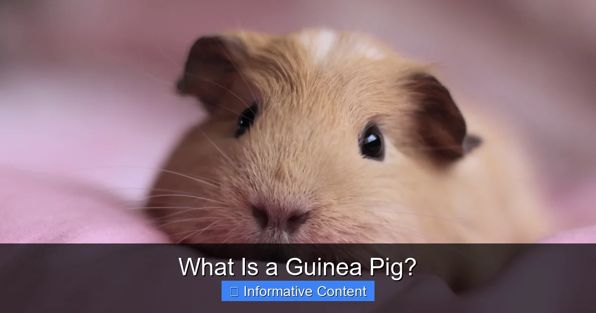 What Is a Guinea Pig?