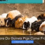 Where Do Guinea Pigs Come From?