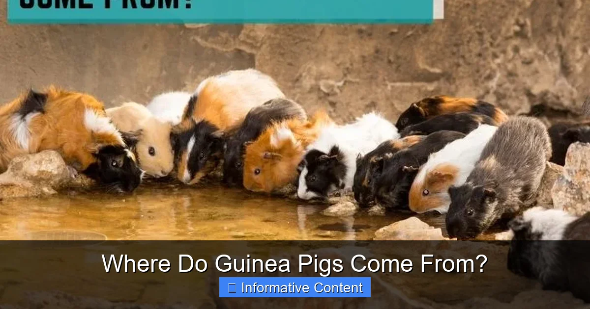 Where Do Guinea Pigs Come From?