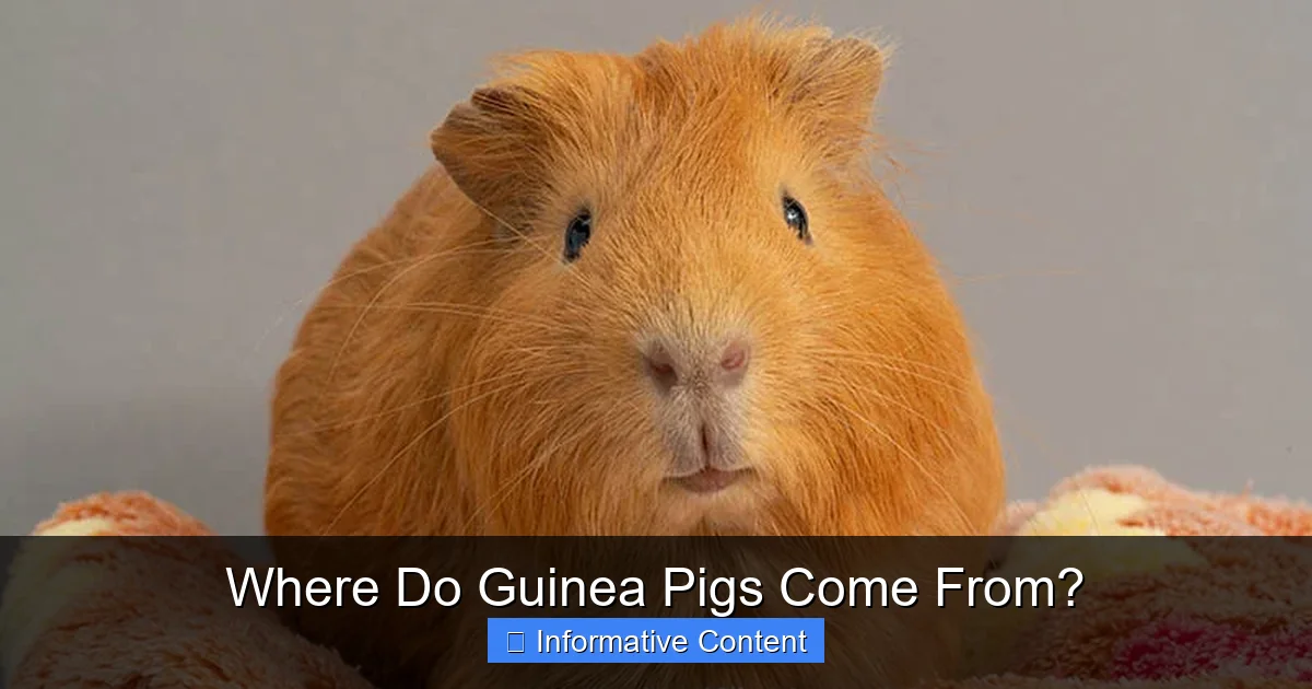 Where Do Guinea Pigs Come From?