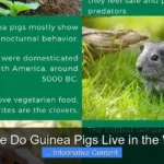Where Do Guinea Pigs Live in the Wild?