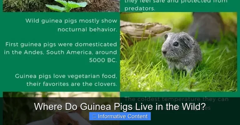 Where Do Guinea Pigs Live in the Wild?