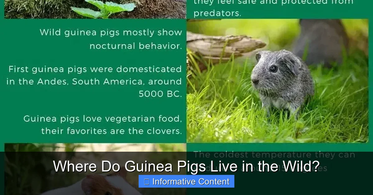 Where Do Guinea Pigs Live in the Wild?