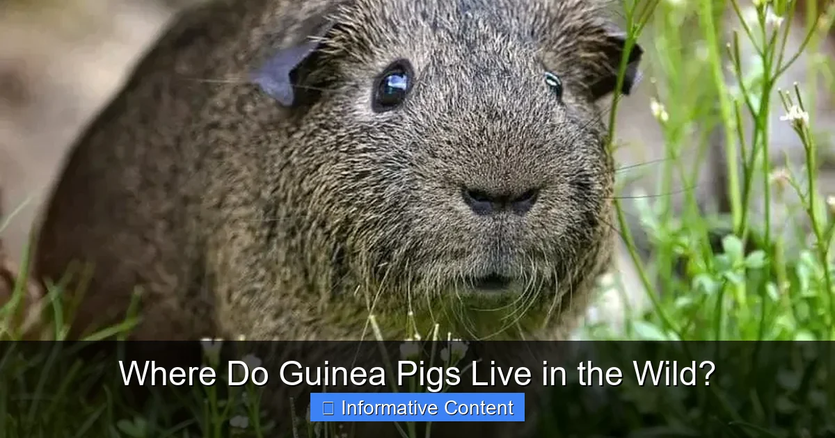 Where Do Guinea Pigs Live in the Wild?