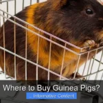 Where to Buy Guinea Pigs?