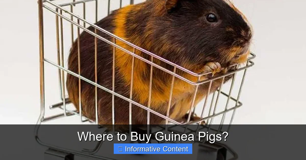 Where to Buy Guinea Pigs?