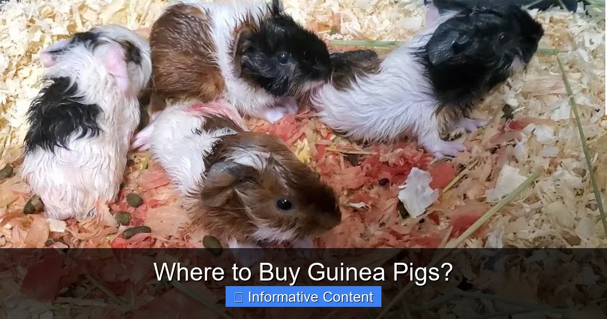 Where to Buy Guinea Pigs?