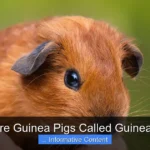 Why Are Guinea Pigs Called Guinea Pigs?